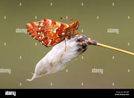 Attēlu rezultāti vaicājumam “Boloria aquilonaris underside”