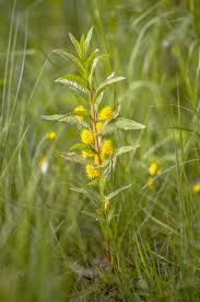 Attēlu rezultāti vaicājumam “Lysimachia thyrsiflora flower”