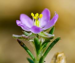 Attēlu rezultāti vaicājumam “Spergularia rubra flower”