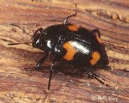 Attēlu rezultāti vaicājumam “Scaphidium quadrimaculatum”