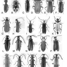 Attēlu rezultāti vaicājumam “Pyrochroidae”
