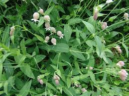 Attēlu rezultāti vaicājumam “Silene vulgaris leaf”