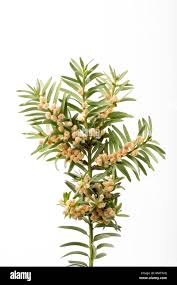 Attēlu rezultāti vaicājumam “Taxus baccata male flower”