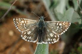 Attēlu rezultāti vaicājumam “Pyrgus serratulae”