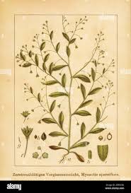 Attēlu rezultāti vaicājumam “Myosotis sparsiflora”