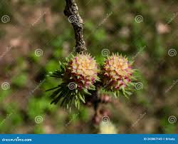 Attēlu rezultāti vaicājumam “Larix kaempferi female flower”