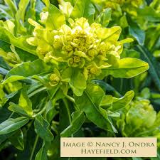 Attēlu rezultāti vaicājumam “Euphorbia palustris flower”
