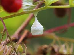 Attēlu rezultāti vaicājumam “Agroeca brunnea”