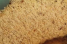 Attēlu rezultāti vaicājumam “Schizopora paradoxa”