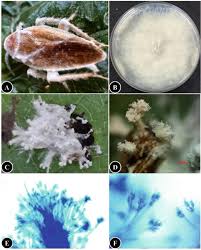 Attēlu rezultāti vaicājumam “Akanthomyces aculeatus”