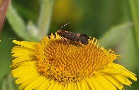 Attēlu rezultāti vaicājumam “Proutia betulina”