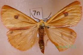 Attēlu rezultāti vaicājumam “Diacrisia sannio”