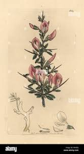 Attēlu rezultāti vaicājumam “Ononis arvensis leaf”