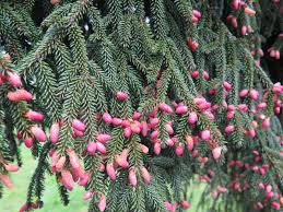 Attēlu rezultāti vaicājumam “Picea orientalis”