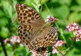 Attēlu rezultāti vaicājumam “Argynnis paphia female”