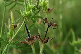 Attēlu rezultāti vaicājumam “Geranium pusillum flower”