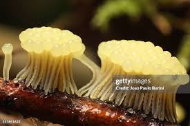 Attēlu rezultāti vaicājumam “myxomicetes”