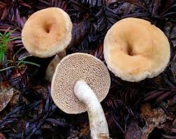 Attēlu rezultāti vaicājumam “Hydnum sp.”