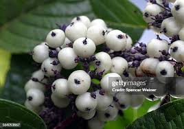 Attēlu rezultāti vaicājumam “Cornus sericea fruit”