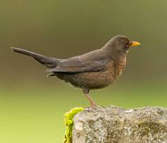 Attēlu rezultāti vaicājumam “Turdus merula female”