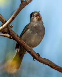 Attēlu rezultāti vaicājumam “Sylvia atricapilla”