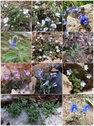 Image result for pfanzelt tehron