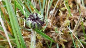 Attēlu rezultāti vaicājumam “Scorzonera humilis leaf”