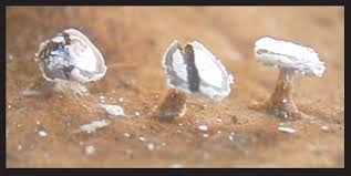 Attēlu rezultāti vaicājumam “Diderma hemisphaericum”