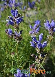 Attēlu rezultāti vaicājumam “Dracocephalum ruyschiana fruit”