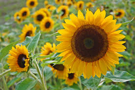 Image result for Sonnenblume
