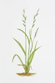 Attēlu rezultāti vaicājumam “Brachypodium sylvaticum”