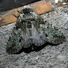 Attēlu rezultāti vaicājumam “Diachea muscorum macro”