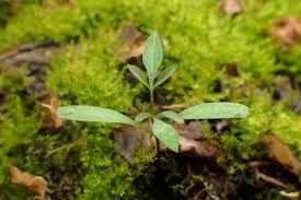 Attēlu rezultāti vaicājumam “Bidens tripartita leaf”