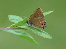 Attēlu rezultāti vaicājumam “Satyrium pruni”