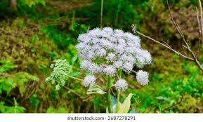 Attēlu rezultāti vaicājumam “Angelica sylvestris flower”