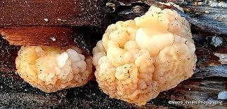 Attēlu rezultāti vaicājumam “Tremella encephala”