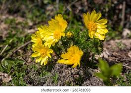 Attēlu rezultāti vaicājumam “Colchicum luteum flower”