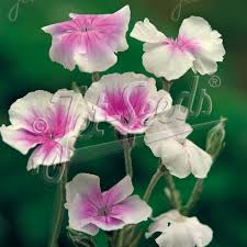 Image result for Lychnis coronaria