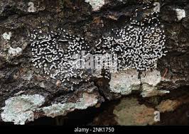 Attēlu rezultāti vaicājumam “Physarum straminipes”