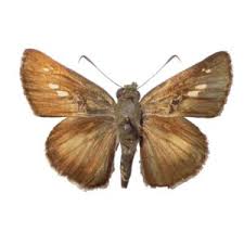 Attēlu rezultāti vaicājumam “Pyrgus alveus underside”