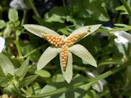 Image result for Hornveilchen