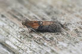 Attēlu rezultāti vaicājumam “Sciota adelphella”