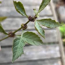 Attēlu rezultāti vaicājumam “Plantago uniflora leaf”