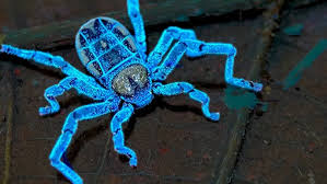 Attēlu rezultāti vaicājumam “Polypogon tentacularius”