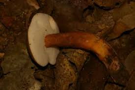 Attēlu rezultāti vaicājumam “Polyporus melanopus”