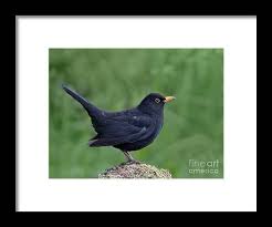 Attēlu rezultāti vaicājumam “Turdus merula male”