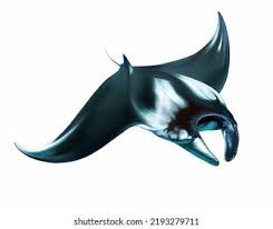 Image result for Mobula birostris