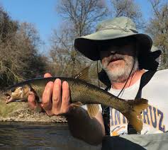 Image result for Mylopharodon conocephalus