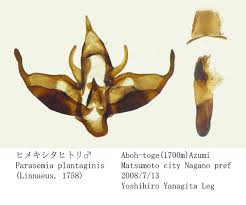 Attēlu rezultāti vaicājumam “Parasemia plantaginis male”