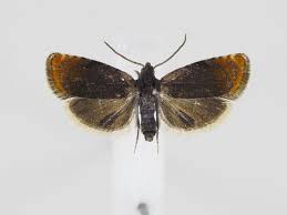 Attēlu rezultāti vaicājumam “Pammene rhediella”